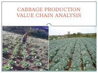 Cabbage Production.pptx